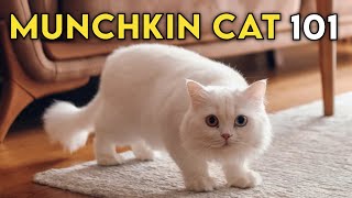 Munchkin Cat 101  Learn ALL About Them [upl. by Dareece]