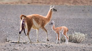 Guanaco Giving Birth Success [upl. by Ffilc825]