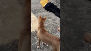 Dog’s Reaction to My Fainting Heartwarming or Hilarious Click to Watch the Full Video [upl. by Nilek673]