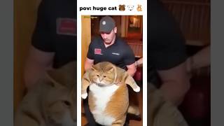 Huge cat cat petshugecatpet simulator cuteanimals funny thuge cutepets rescuecut [upl. by Oberon]