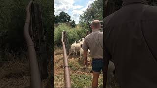 Offloading our First Dorper sheep [upl. by Grogan497]