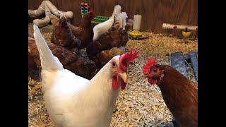 Leghorn Chickens Everything You Need to Know About the Breed 🐓🥰 [upl. by Ahterahs]