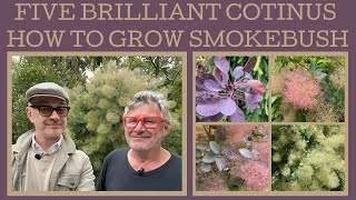 Five brilliant Cotinus how to grow smoke bush [upl. by Hester]