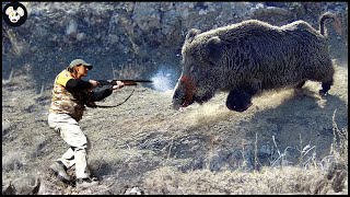 How Farmers Deal With Million Of Wild Boars By Hunting Dog  Wild Boar Attack [upl. by Hsirk468]