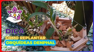 Como replantar orquideas denphal [upl. by Lesiram]