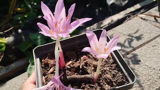 COLCHICUM X AGRIPPINUM [upl. by Yhotmit]