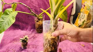 Transferring Plants To Sphagnum Moss Culture [upl. by Svirad]