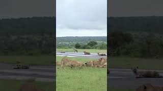 Lionesses From A Different Pride Approach A Kill  Londolozi TV [upl. by Perlie]