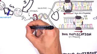 Pharmacology  Chemotherapy agents MOA Alkalating antimetabolites topoisomerase antimitotic [upl. by Engedi478]