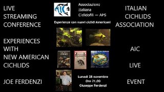 JOE FERDENZI Experiences with new American Cichlids AMERICAN CICHLIDS Ciclidi AmericaniAIC LIVE [upl. by Otilia]