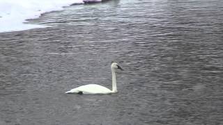 Swans in Minnesota fall winter spring [upl. by Zach]