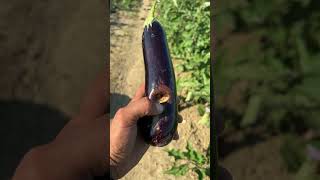 Patlıcan meyvesinde kurşuni küf agriculture patlıcan aubergine tarla tarım ziraat çiftçi [upl. by Aseela871]