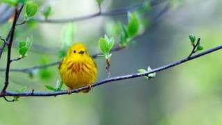 Yellow Warbler Portrait [upl. by Lilith]