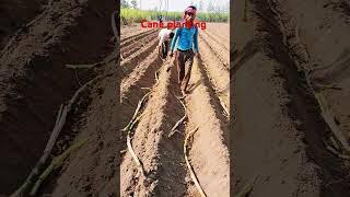 Cane planting [upl. by Uahsoj]