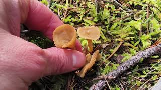 Identificación de Craterellus tubaeformis sinonimo Cantharellus tubaeformis Gula de monte [upl. by Yznel543]