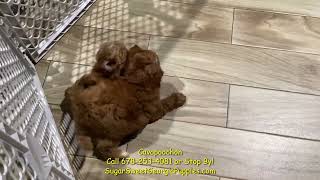 Cavapoochon Puppies For Sale [upl. by Leach]