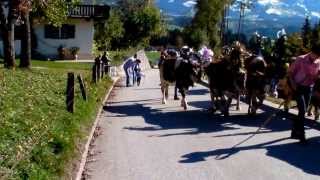 Rinderzucht Tirol Almabtrieb Fam Schroll Hopfgaten i T quotPremhofquot 2013 [upl. by Nama]