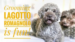 Grooming Lagotto Romagnolo is fun [upl. by Yeldnarb]