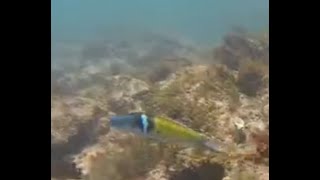 Blue Headed Wrasse at Pico De Piedra 2 [upl. by Milone]