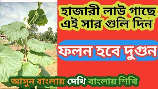 Lau gacher porichorja sar proyogলাউ গাছের পরিচর্যা এবং সার প্রয়োগ [upl. by Bridgette]