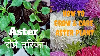 Aster रोप्ने तरिका।  How to grow and care Aster Plant Growing Aster from Seedlings  NEPALI [upl. by Anis58]