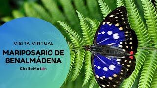 Visita virtual al MARIPOSARIO de BENALMÁDENA Málaga  España [upl. by Ahtiuqal]