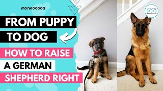 How to raise a German Shepherd 🐕‍🦺 puppy Health Nutrition amp Training Complete Guide [upl. by Bunde]