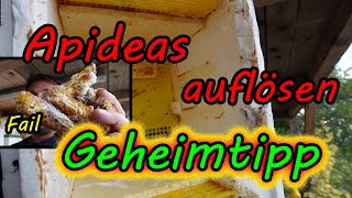 Begattungseinheiten auflösen Apideas auflösen geheim Trick jeder Der Bienen Königinnen Züchtet [upl. by Noiztneb]