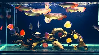 Best Top Arowana Community Tank Collection  Arowana Commtank with relaxing music [upl. by Stiegler]