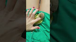 pyrrhura animalesfelices loro lorito pyrrhuramolinae cosquillas cosquilloso videosshorts 🦜🦜 [upl. by Ayin317]