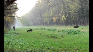 Batidas de Jabalíes  Caza en Croacia  Videos de Caza [upl. by Alahs]