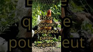 Est ce quune poule peut parler anglais [upl. by Alimat]