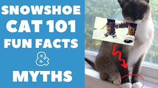 Snowshoe Cats 101  Fun Facts amp Myths [upl. by Tjaden891]