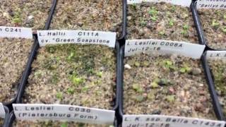 Adding Fertilizer To My Lithop Seedlings Water [upl. by Yesoj]