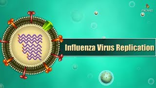 Influenza virus replication Cycle Animation  Medical Microbiology USMLE step 1 [upl. by Stacie]