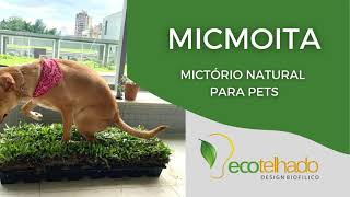 Como usar o sanitário canino Micmoita  grama natural para o seu pet [upl. by Ardiekal]