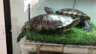 feeding the Red eared sliders goldfish live pray [upl. by Dagnah]