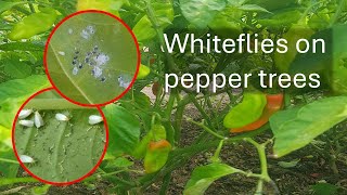 Whiteflies on peppers [upl. by Allez]