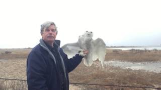 Snowy Owl Relase in Duxbury  January 2017 [upl. by Ketty]