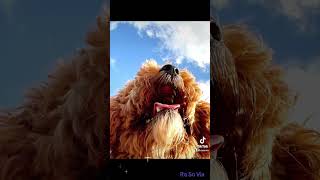 Puppy amp dog teeth jaw mouth eating nature efficiency [upl. by Adnaval]