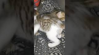 Cute fight described by our little commentator cat funny fight kitten youtube [upl. by Seel766]