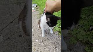 Petting Cat [upl. by Frieda]