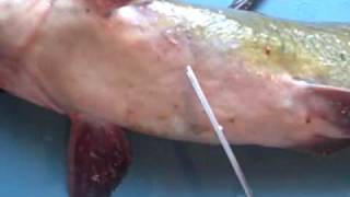 How to Fillet a Catfish the easy way [upl. by Angadresma347]