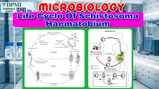 Life Cycle Of Schistosoma Haematobium [upl. by Nortyad]