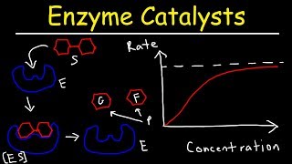 Enzymes  Catalysts [upl. by Enimrac]