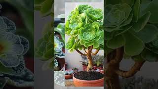 Amazing Indoor Plants ❤️ You wont be able to stop yourself after seeing these plants shortsviral [upl. by Nitneuq]