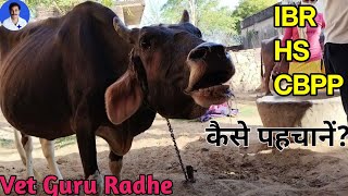 Bovine asthma  Contagious Bovine Pleuropneumonia  Dyspnoea in a cow  Dr Radheshyam Saini [upl. by Nalyak]