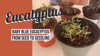 Baby Blue Eucalyptus Cinerea from Seed to Seedling [upl. by English]