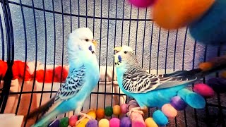 Budgies With Cute amp Fighting Moment Must Watch [upl. by Noiro687]