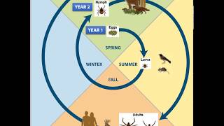 Hard tick life cycle [upl. by Adnovaj]